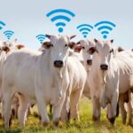 logo pro fazendas gestão de fazendas samuel vidigal Plansagro