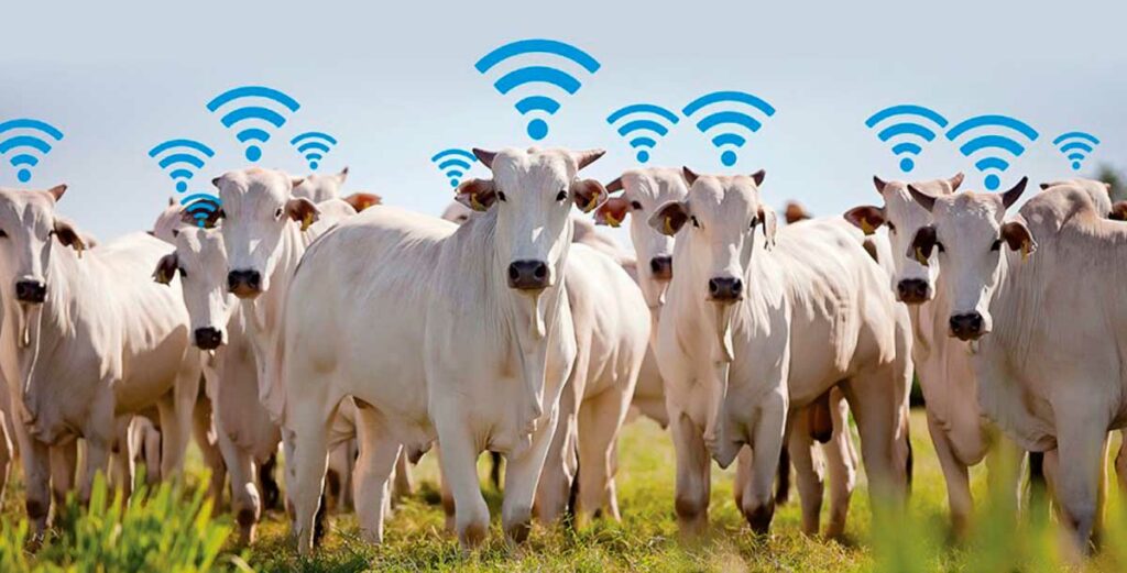 Lucratividade por Arroba